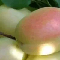 زردآلو پیوندی