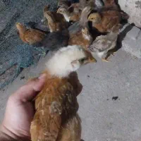 فروش جوجه محلی 30 روزه