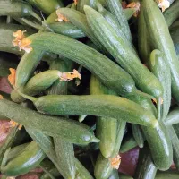 خیارشور تازه