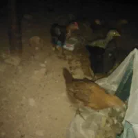 چندتا جوجه محلی بفروش میرسد
