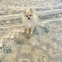 پامرنین اصلی