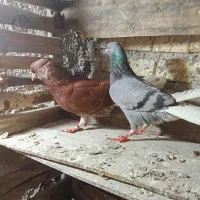 یک جفت دم سفید