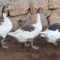 غاز|حیوانات مزرعه|کوهدشت, |دیوار