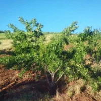 فروش-باغ-بادام-به-متراژ-5000-متر-مربع