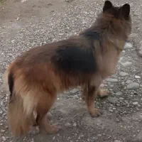 سگ خانگی پیدا شده است