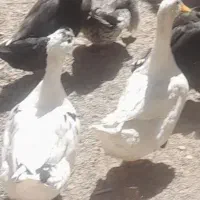 اردک