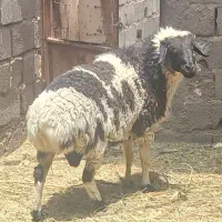 بره نر