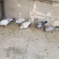 کبوتر