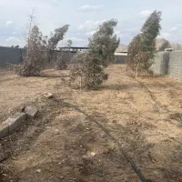 باغ-زردنجان-کوچه-نیلوفر