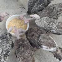 بوقلمون سرحال
