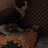 گربه 2ماهه|گربه|ابهر, |دیوار