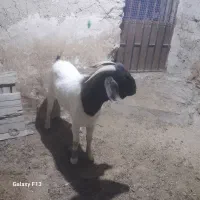 نر بز بویر