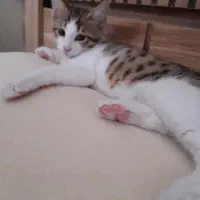 واگذاری گربه ۳ماهه تربیت شده