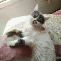 واگذاری رایگان گربه پرشین