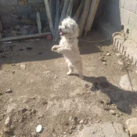 پاکوتاه نر