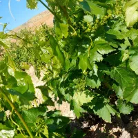 باغ-انگور-باغ-بادام-زمین-کشاورزی