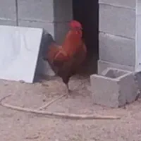 مرغ و خروس