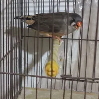 فنج|پرنده|بندرعباس, |دیوار