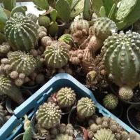 کاکتوس یکجا خیلی زیاد برای تکثیر