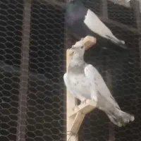 کبوتر