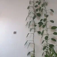 گل قد بلند