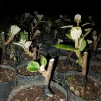 نهال کیوی هایوارد طلایی صادراتی