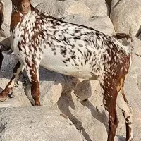 جنسس