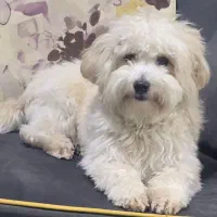 فروش سگ مالتیپو پسر یک سال