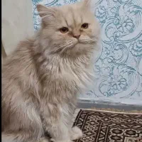 گربه پرشین