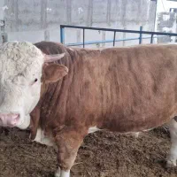 گوساله چاق ۷۰۰تا۸۰۰کیلوگرم