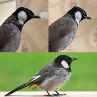 پرندم گم شده