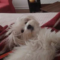 حیوان خانگی