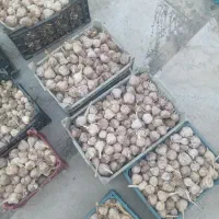سیر پاک شده