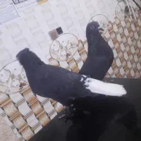 نروماده زاغ دمسفید
