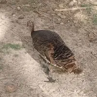 خریدار بوقلمون کرک