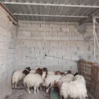 بره چاق چله