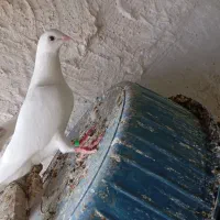 پلاکی سفید