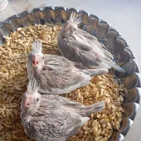 عروس هلندی البینو وایت فیس
