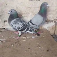 بازرگان نشسته
