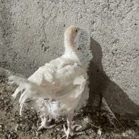 جوجه بوقلمون کیلویی