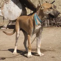 توله