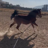 کره اسب نوه سالار۲