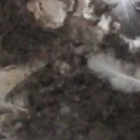 بارکبوتر
