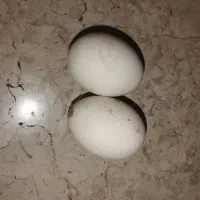 تخم مرغ