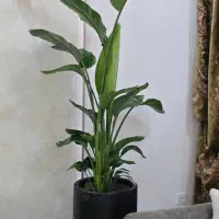 گیاه نخل نیکولای