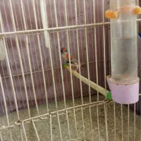 فنچ زیرا و گلدوین نر