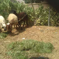 بره ماده