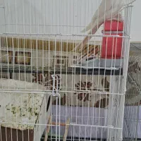 عروس‌هلندی