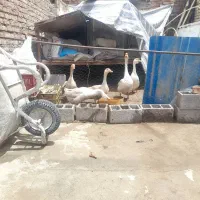قوغاز