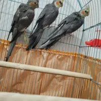 عروس هلندی